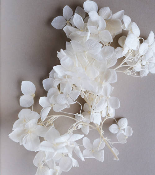 Sachet de Fleurs Séchées 1,5g | Blanc