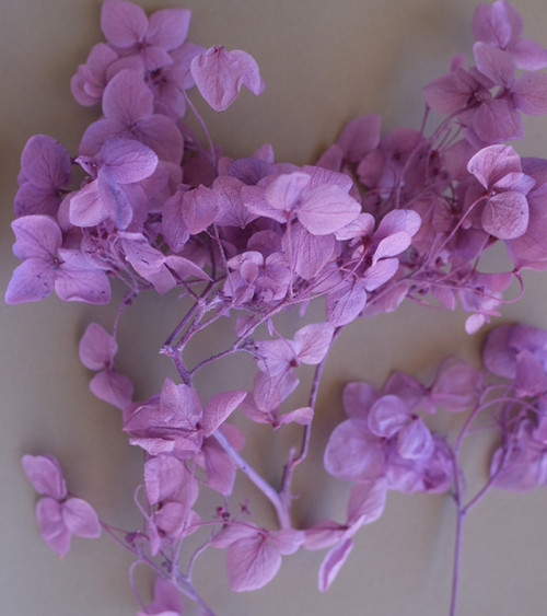 Sachet de Fleurs Séchées 1,5g | Violet